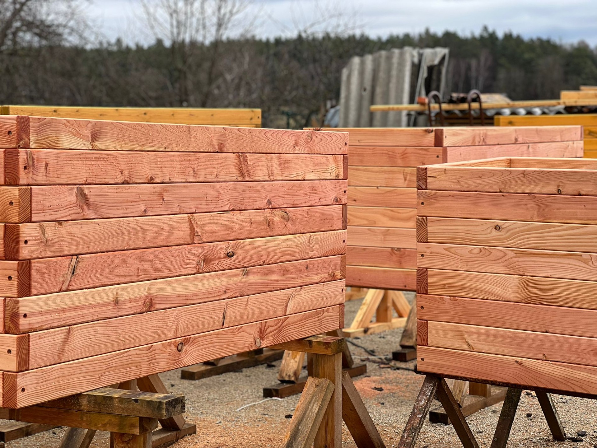 Lavička borovice pinie