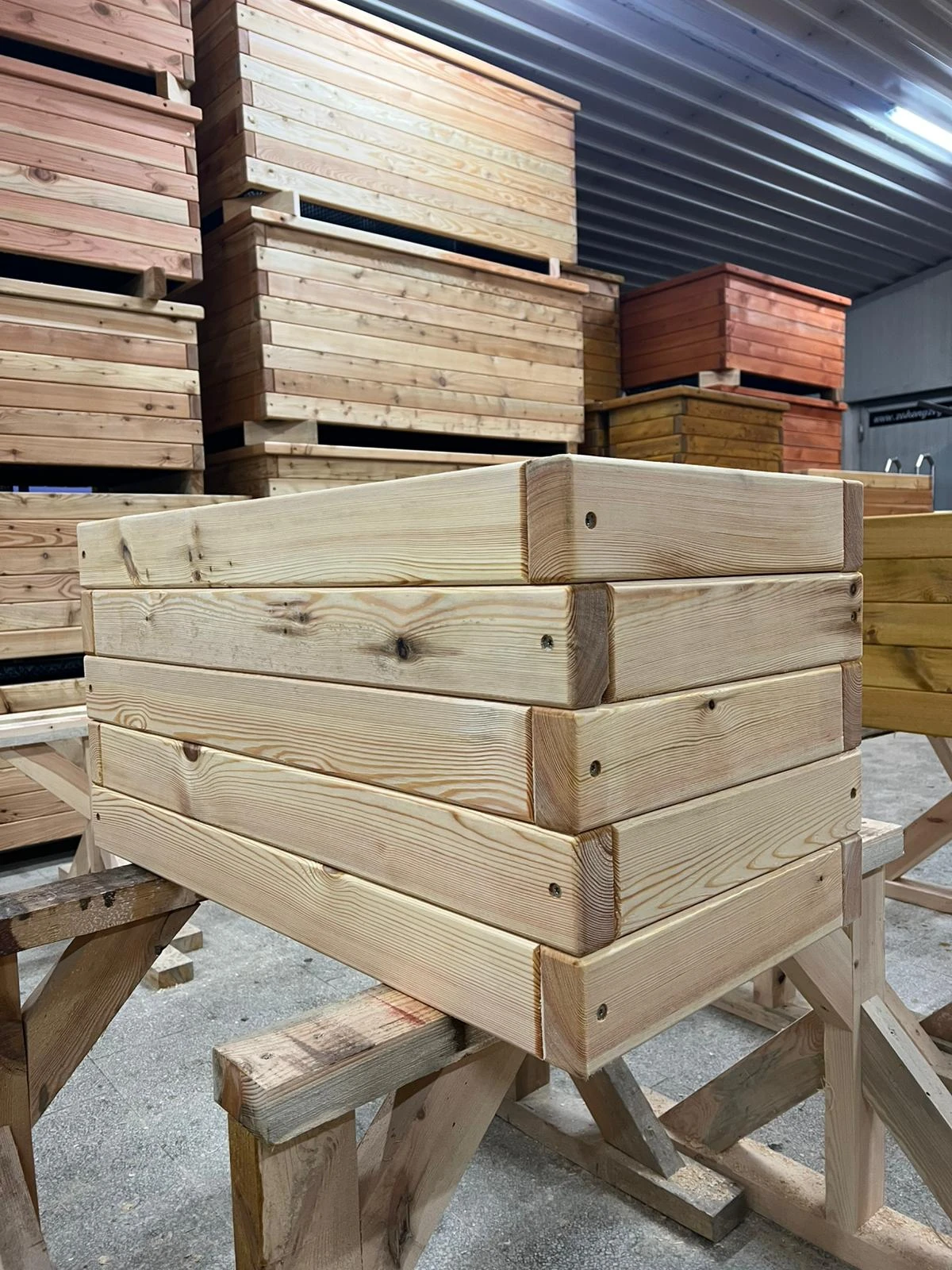 Borovice - palisandr